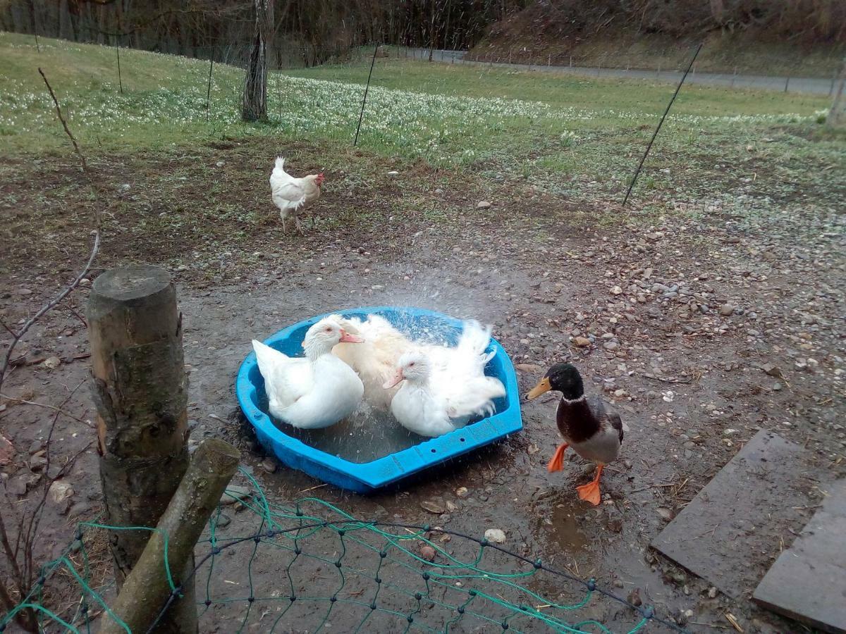 Ferienwohnung Auf Dem Lechsberg Fuchstal Bagian luar foto